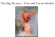 The Big Picture – Fire and Forest Health. Over stocked mature stands