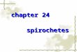 chapter 24 chapter 24 spirochetes spirochetes chapter 24 chapter 24 spirochetes spirochetes