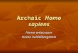Archaic Homo sapiens Homo antecessor Homo heidelbergensis