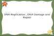 DNA Replication, DNA Damage and Repair. Outline Central Dogma( 中心法则 ) DNA Replication( 复制 ) Testing Models for DNA replication Semi-conservative replication