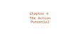 Chapter 4 The Action Potential. Introduction Action Potential –Cytosol (cytoplasm) has negative charge relative to extracellular space –Its pusatile nature