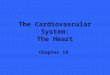The Cardiovascular System: The Heart Chapter 19. Introduction The heart is the pump of our circulatory system The cardiovascular system provides the transport