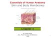 1 Essentials of Human Anatomy Essentials of Human Anatomy Skin and Body Membranes Chapter 4 Dr Fadel Naim Ass. Prof. Faculty of Medicine IUG