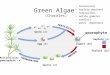 Sperm (n) Egg (n) Spores (n) Zygote (2n) Haploid (n) Diploid (2n) Multicellular gametophyte (n) Green Algae (Charales) nonvascular haploid dominant homosporous