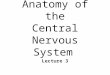 Anatomy of the Central Nervous System Lecture 3. Telencephalon - Cortex n Gray Matter l Somas and Dendrites n Neocortex - 6 layers l Sensory input --->