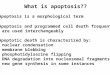 What is apoptosis?? Apoptosis is a morphological term Apoptosis and programmed cell death frequently are used interchangeably Apoptotic death is characterized