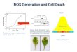 ROS Generation and Cell Death Addition of H 2 O 2 to soybean cells elicits cell death ‘Death threshold’ H2O2H2O2 Infected cell Death Defence/Protection
