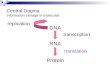 Central Dogma Information storage in molecules DNA RNA Protein transcription translation replication