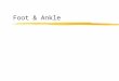 Foot & Ankle. Anatomy Anatomy - Medial Anatomy - Lateral
