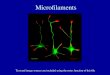 Microfilaments Text and image sources are included using the notes function of this file Microtubules Microfilaments