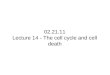 02.21.11 Lecture 14 - The cell cycle and cell death