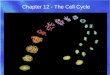Chapter 12 - The Cell Cycle.  How did you develop from a single-celled zygote to a 300-trillion-celled organism?  How does the genetic information in