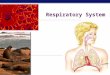 AP Biology 2008-2009 Respiratory System Regents Biology Respiration vs. Cellular Respiration