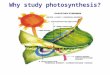 Why study photosynthesis?. Environment Source of earth’s oxygen Uses carbon dioxide to prevent greenhouse gases
