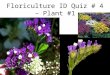 Floriculture ID Quiz # 4 – Plant #1. Plant # 2 Plant # 3