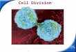 Slide 1 of 38 Copyright Pearson Prentice Hall Cell Division