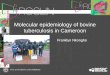 Molecular epidemiology of bovine tuberculosis in Cameroon Franklyn Nkongho