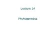 Lecture 14 Phylogenetics. Today: What is a phylogenetic tree? How are trees inferred using molecular data? How do you assess confidence in trees and clades