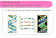CHAPTER 10 Molecular Biology of the Gene DNA serves as the molecular basis of heredity