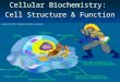 Cellular Biochemistry: Cell Structure & Function