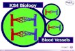 © Boardworks Ltd 2004 1 of 30 KS4 Biology Blood Vessels
