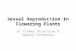 Sexual Reproduction in Flowering Plants a) Flower Structure & Gamete Formation