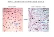 DEVELOPMENT OF CONNECTIVE TISSUE Mesenchyme Loose Connective Tissue Mesenchymal Cells Fibroblasts Fibers