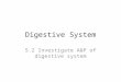 Digestive System 5.2 Investigate A&P of digestive system