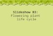 Slideshow B3: Flowering plant life cycle. Seeds are made when the flower dies