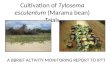 Cultivation of Tylosema esculentum (Marama bean) Trials A BBRIEF ACTIVITY MONITORING REPORT TO IPTT