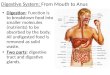 Digestive System: Digestive System: From Mouth to Anus Digestion: Function is to breakdown food into smaller molecules (nutrients) to be absorbed by the