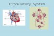 Circulatory System. Human Circulatory System This is the transport system of the body and has four main functions;