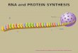 RNA and PROTEIN SYNTHESIS © Pearson Education Inc, publishing as Pearson Prentice Hall. All rights reserved