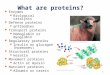 What are proteins? Enzymes Biological catalysts Defense proteins antibodies Transport proteins Hemoglobin or myoglobin Regulatory proteins Insulin or glucagon