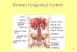 26-1 Human Urogenital System. 26-2 Urogenital System Functions Filtering of blood, Removal of wastes and metabolites Regulation of –blood volume and composition