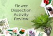 Flower Dissection Activity Review. Flowering Plants A flowering plant has both male and female parts. The male part is called the stamen. The female part