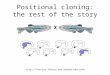 Positional cloning: the rest of the story  a a a a a a a a X