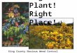 Right Plant! Right Place!  King County Noxious Weed Control Program
