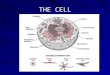 THE CELL. Cell Theory All organisms are composed of cells All cells come from pre-existing cells Cells are the basic unit of structure and function of
