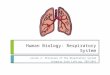 Human Biology: Respiratory System Lesson 2: Processes of the Respiratory System (Inquiry into Life pg. 289-294)
