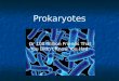 Prokaryotes Or 100 Trillion Friends That You Didn’t Know You Had
