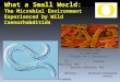 What a Small World: The Microbial Environment Experienced by Wild Caenorhabditids Christopher Abin UO SPUR 2010 Florida Int’l University PI: Patrick Phillips,