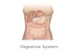 Digestive System. Development of the Digestive System What are the chief derivatives of the primitive gut? Name the embryonic germ layer that lines these