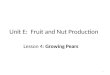 Unit E: Fruit and Nut Production Lesson 4: Growing Pears 1