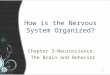 1 11 How is the Nervous System Organized? Chapter 3-Neuroscience: The Brain and Behavior