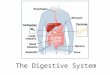 The Digestive System. 15.1 Functions: mechanical and chemical breakdown of food *absorption of nutrients Consists of alimentary canal and accessory organs