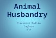 Animal Husbandry Giacomini Mattia Inglese 3˚A. What is it ? It is the branch of agriculture concerned with the breeding of farm animals:  Cattle  Pigs