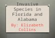 Invasive Species in Florida and Alabama By: Elizabeth Collins