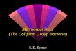 Microorganisms (The Coliform Group Bacteria) S. D. Spence