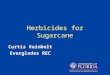 Curtis Rainbolt Everglades REC Herbicides for Sugarcane